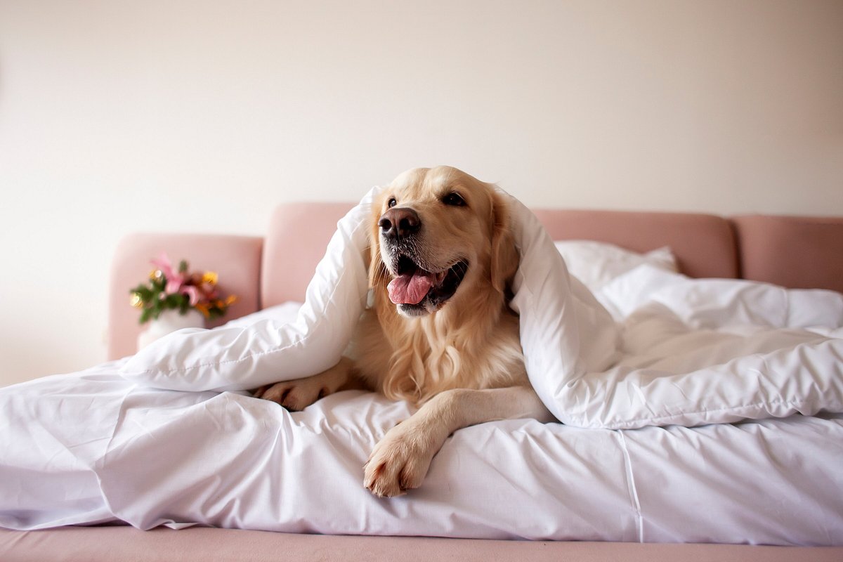 Cape Cod Pet Friendly Hotel Dog in Bed